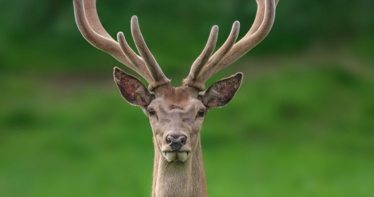Deer Antler Velvet Overview