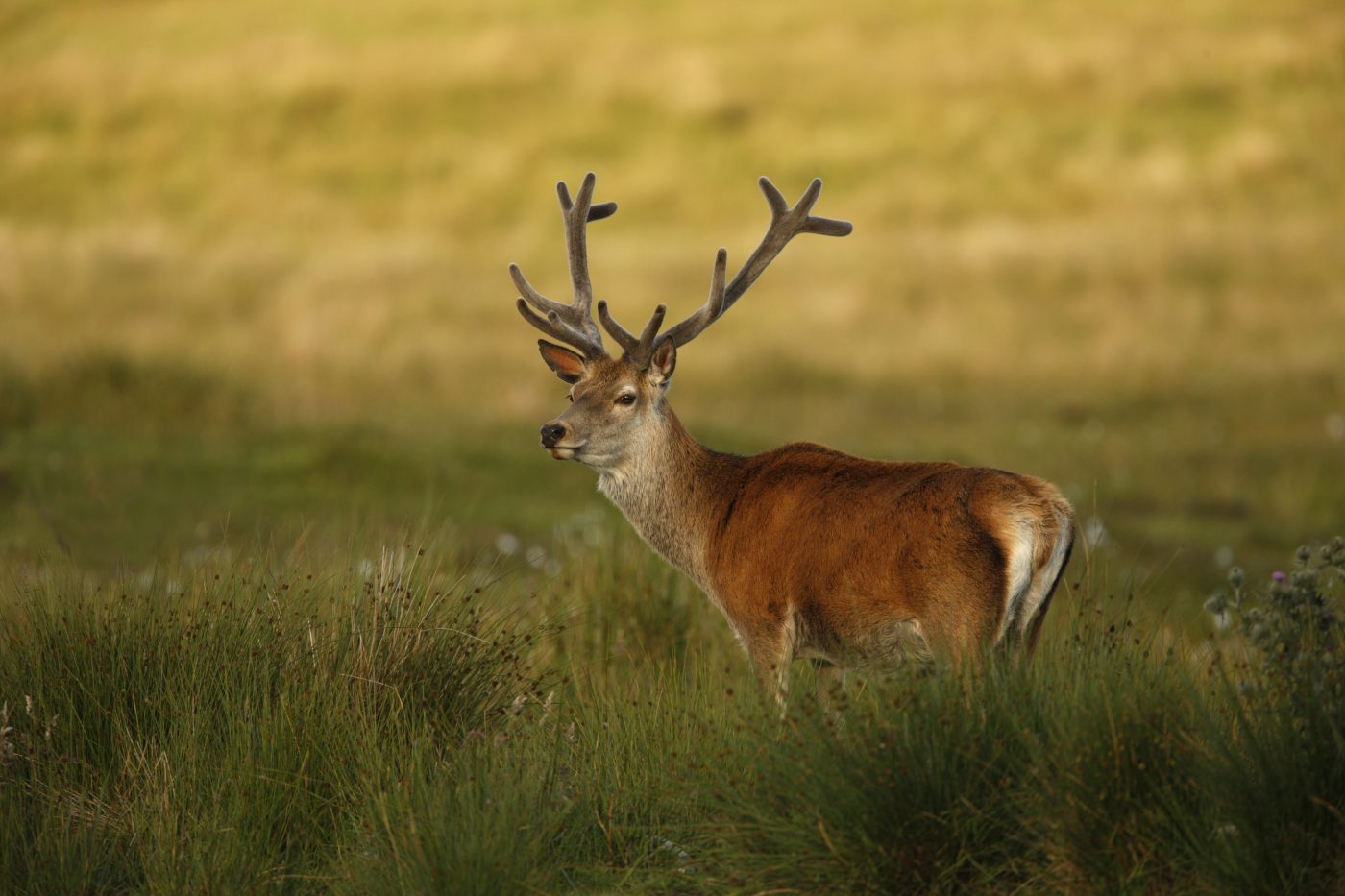 What is Deer Antler Velvet?