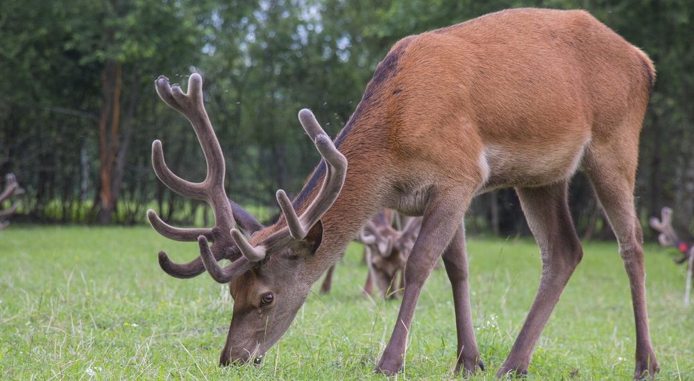 History of the Deer Industry