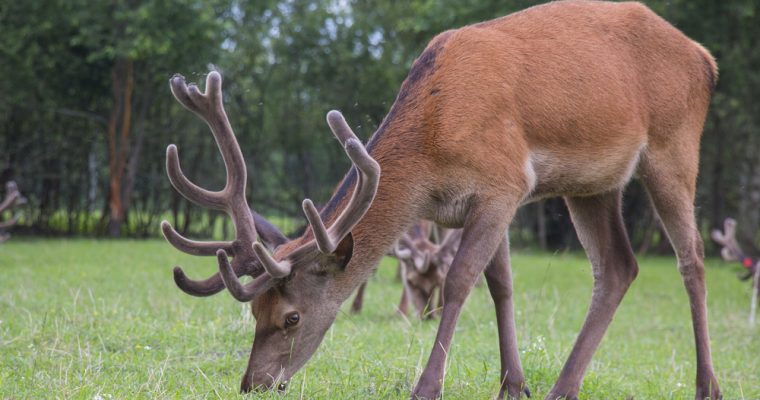 History of the Deer Industry