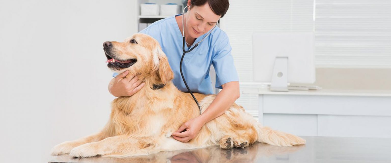 Deer Antler Velvet for Dogs Deer Antler Velvet