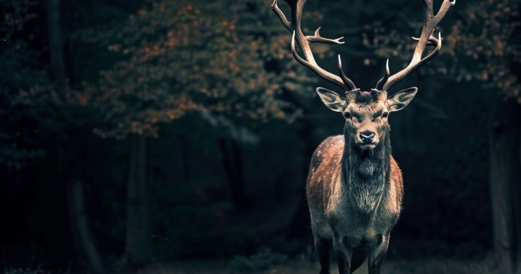 Can Deer Antler Velvet Make You Taller
